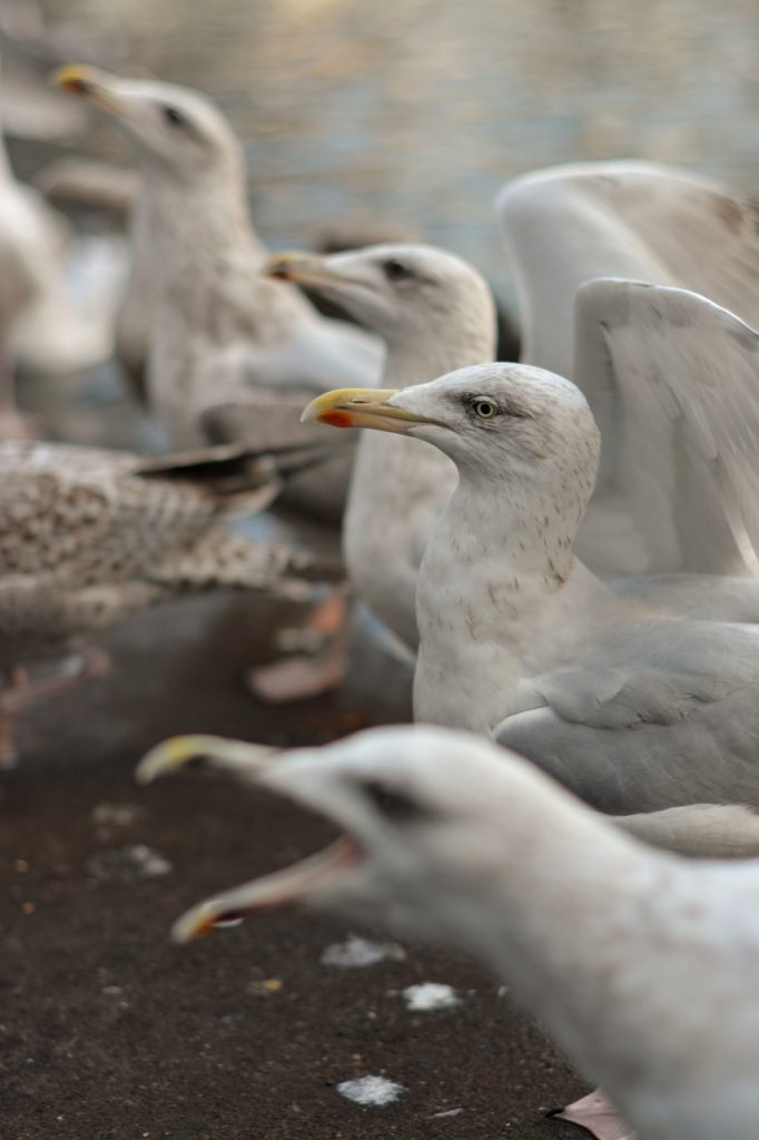 seagull, bird, nature